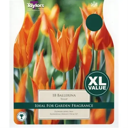 TULIP BALLERINA 10-11 XL