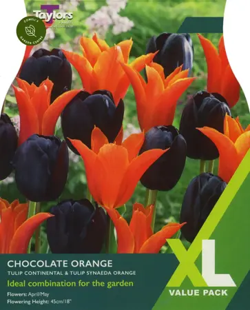 TULIP CHOCOLATE ORANGE 10-11 XL
