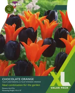 TULIP CHOCOLATE ORANGE 10-11 XL