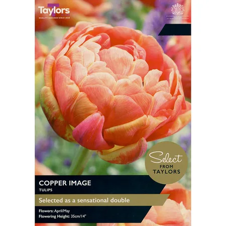 Tulip Copper Image 11-12 Se