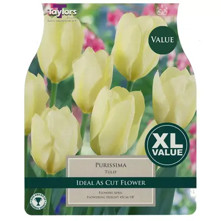 Tulip Purissima 10-11 Xl