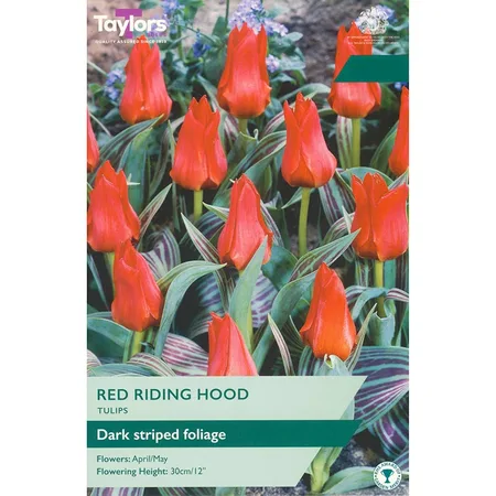 TULIP RED RIDING HOOD 10-11 VALUE BAG