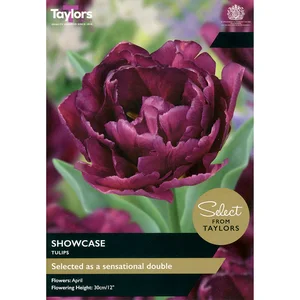 Tulip Showcase 12+ Se