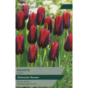 TULIP SLAWA 11-12 P/P