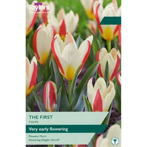 Tulip The First 10-11 P/P