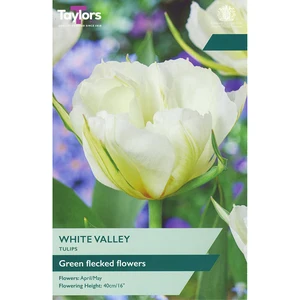 Tulip White Valley 11-12 P/P