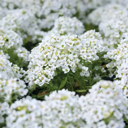 UK/CV-ALYSSUM Carpet of Snow - image 2