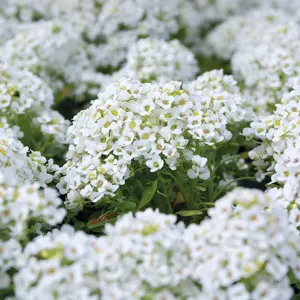 UK/CV-ALYSSUM Carpet of Snow - image 2