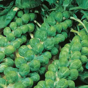 UK/CV-BRUSSELS SPROUT Evesham - image 2