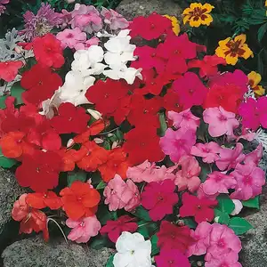 UK/CV-BUSY LIZZIE Mixed F2 - image 2