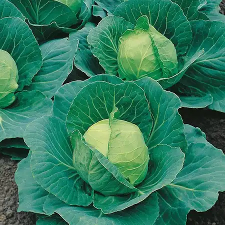 UK/CV-CABBAGE Golden Acre (Pri - image 1