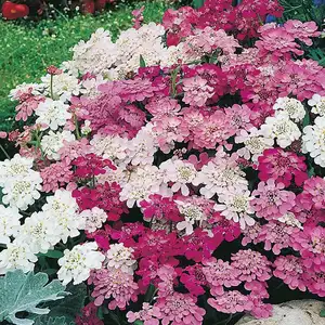 UK/CV-CANDYTUFT Fairy Mixed - image 2