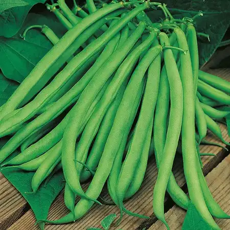 UK/CV-CLIMBING BEAN Blue Lake