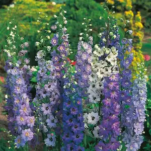 UK/CV-DELPHINIUM Pacific Giant - image 2