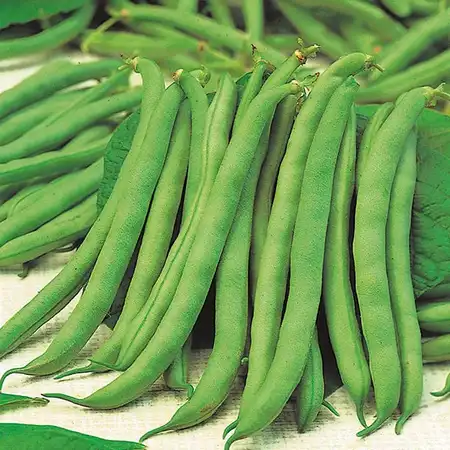 UK/CV-DWARF BEAN Tendergreen