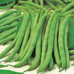 UK/CV-DWARF BEAN Tendergreen