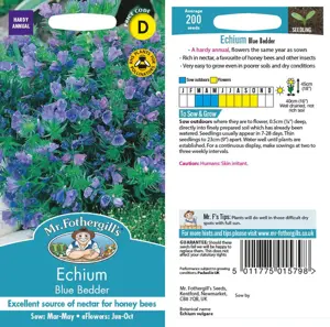 UK/CV-ECHIUM Blue Bedder