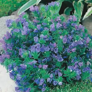 UK/CV-ECHIUM Blue Bedder - image 2