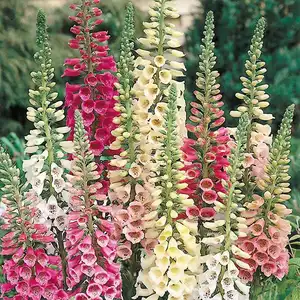 UK/CV-FOXGLOVE Excelsior Mixed - image 2