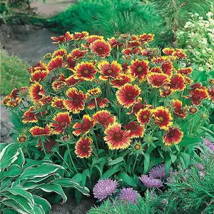 UK/CV-GAILLARDIA Goblin - image 2