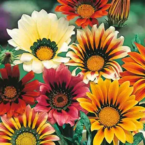 UK/CV-GAZANIA Sunshine Mixed - image 2