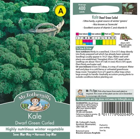 UK/CV-KALE Dwarf Green Curled - image 1