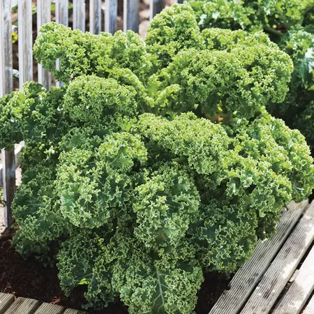 UK/CV-KALE Dwarf Green Curled - image 2