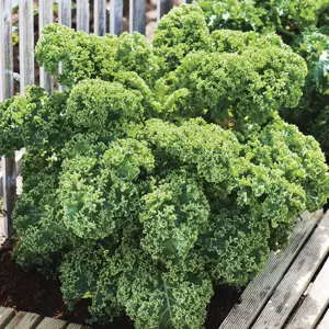 UK/CV-KALE Dwarf Green Curled - image 2