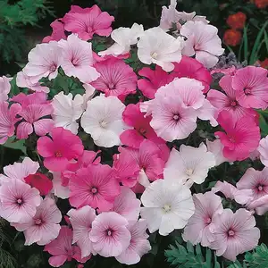 UK/CV-LAVATERA Pastel Mixed - image 2