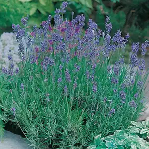 UK/CV-LAVENDER Munstead Strain - image 2