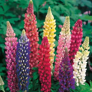 UK/CV-LUPIN Russell Mixed - image 2