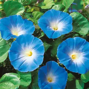 UK/CV-MORNING GLORY Heavenly B - image 2