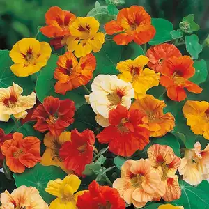 UK/CV-NASTURTIUM Jewel Mixed - image 2