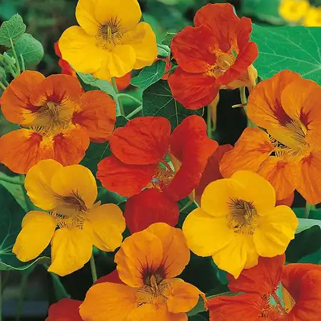 UK/CV-NASTURTIUM Tom Thumb Mix - image 2