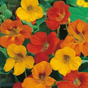 UK/CV-NASTURTIUM Tom Thumb Mix - image 2