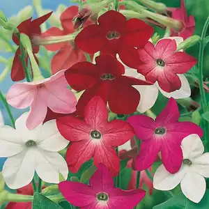 UK/CV-NICOTIANA Sensation Mixe - image 2