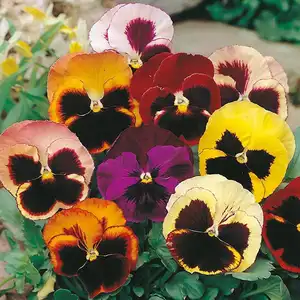 UK/CV-PANSY Swiss Giants Mixed - image 2