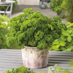 UK/CV-PARSLEY Moss Curled 2 - image 2