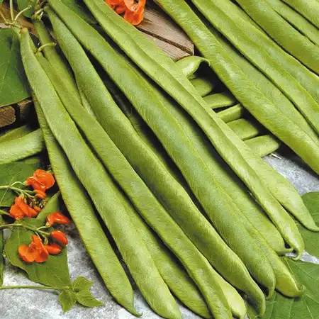 UK/CV-RUNNER BEAN Scarlet Empe