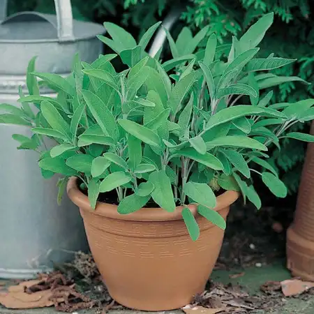 UK/CV-SAGE - image 2