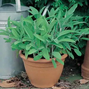 UK/CV-SAGE - image 2