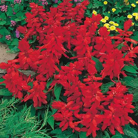 UK/CV-SALVIA Blaze of Fire - image 2