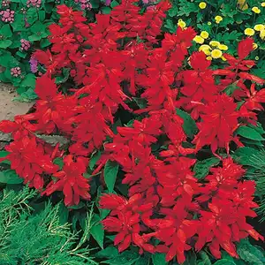 UK/CV-SALVIA Blaze of Fire - image 2