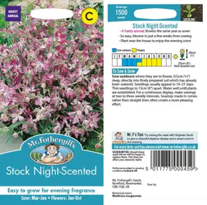 UK/CV-STOCK Night Scented