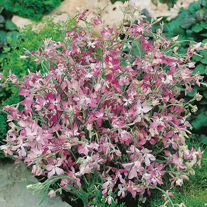 UK/CV-STOCK Night Scented - image 2