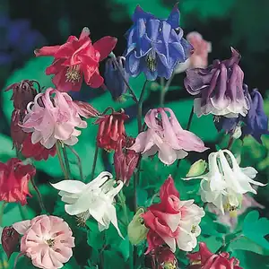 UK/FO-AQUILEGIA Biedermeier Mix - image 2