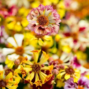UK/FO-COREOPSIS Incredible! Sea Shells Mix