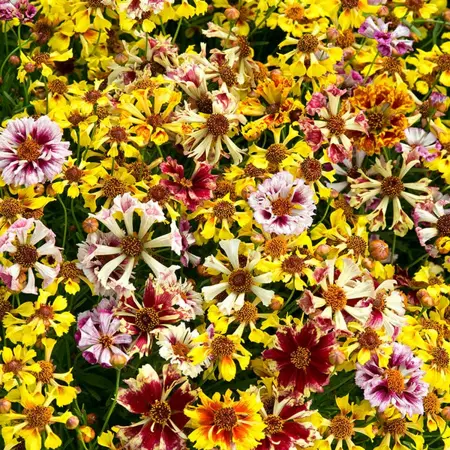UK/FO-COREOPSIS Incredible! Sea Shells Mix - image 2