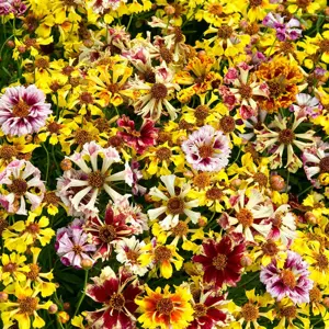 UK/FO-COREOPSIS Incredible! Sea Shells Mix - image 2