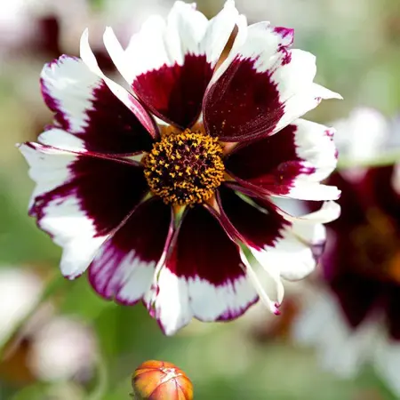 UK/FO-COREOPSIS Incredible! Swirl - image 2